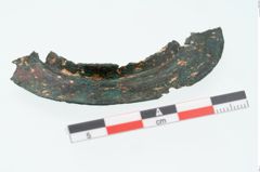 Foto von Bronzephalere (NHMW-PRAE-025856)